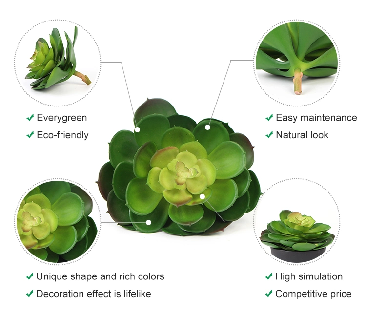 Wholesale Eco-Friendly Office Decorative Natural Plants Succulent for Indoor